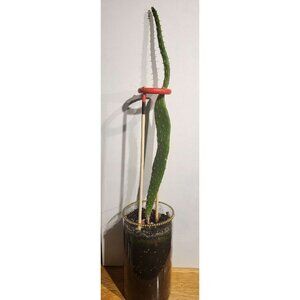 CAC-3 Baby Rooted Red Cactus Pear " Opuntia Cactus | Winter Cactus